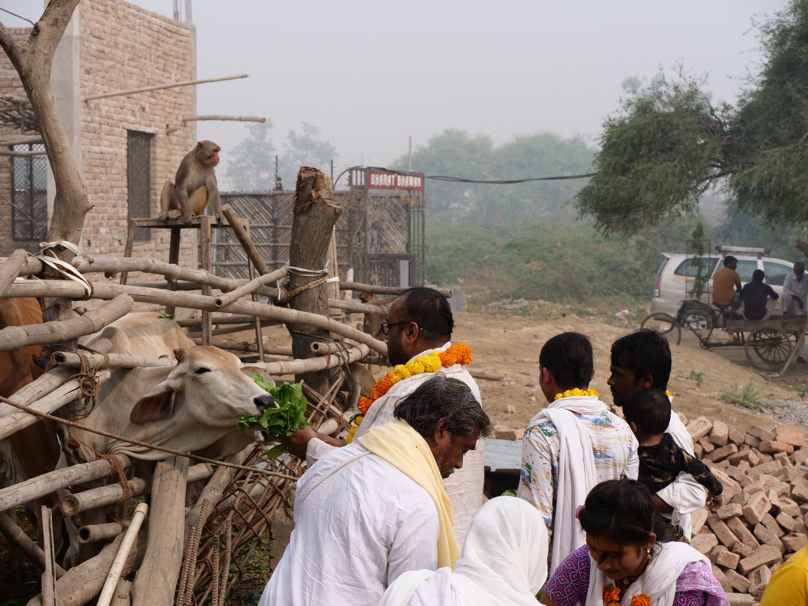  194 Gopashtami Radha kunda Govardhan 19.11.04